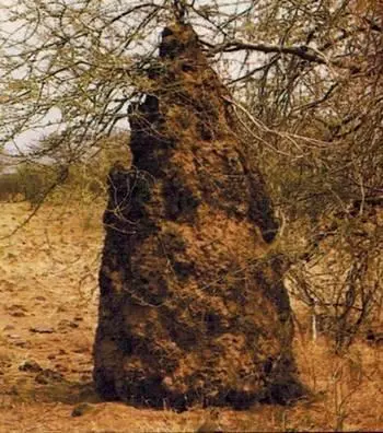 Известно более 1800 видов насекомых в основном в тропических и субтропических - фото 147