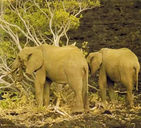 Слон самое крупное сухопутное млекопитающее В настоящее время их - фото 148