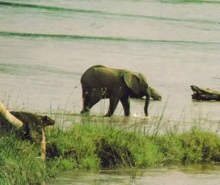 Река Уасо в заповеднике Самбуру в Кении Охота на слона длится до тех пор - фото 149