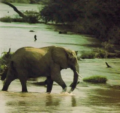 Река Уасо в заповеднике Самбуру в Кении Охота на слона длится до тех пор - фото 150