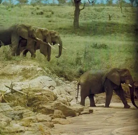 Слоны переходят высохшее русло реки Национальный парк Кидепо в Уганде На - фото 151