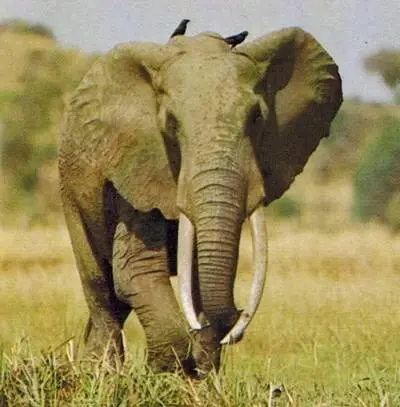 На Ниле недалеко от водопадов Кабалега в Уганде Открытый буш в Южном - фото 152