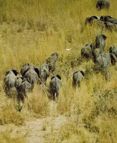 Открытый буш в Южном Судане Буш поблизости от Монгале в Судане Утро на - фото 153