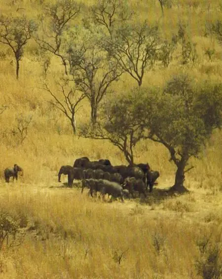 Буш поблизости от Монгале в Судане Утро на озере Амбосели в Кении 5 час - фото 154