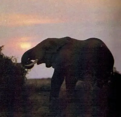 Утро на озере Амбосели в Кении 5 час 42 мин У африканского слона двадцать - фото 155