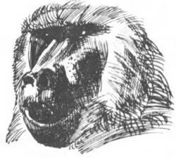 Большинство национальных парков возникло в местах где африканцы по той или - фото 159