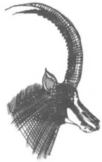 Цеце несравненно кровожаднее хищников а в соперничестве с человеком намного - фото 160