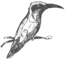 Тайна Муго Однажды вечером мне все же удалось проникнуть в тайну Муго Это - фото 162