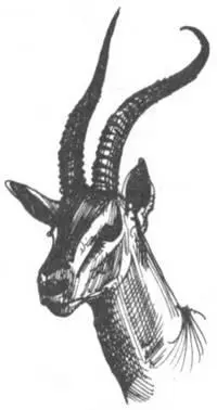 Тайна Муго Однажды вечером мне все же удалось проникнуть в тайну Муго Это - фото 163