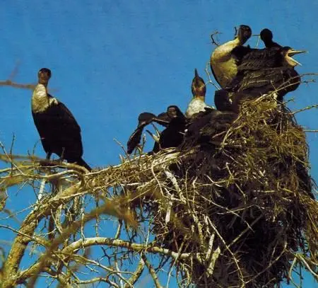 Бакланы кормят свое потомство На фотографии только часть колонии - фото 175