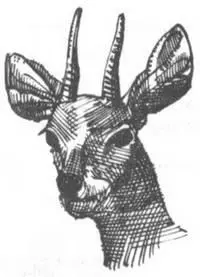 Том пошел разыскивать грузовик а мы вдвоем держали антилопу гну которая весит - фото 224