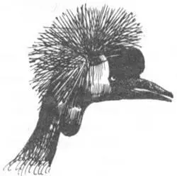 Мы отправились на отлов с восходом солнышка Только что прошел дождь на колеса - фото 225