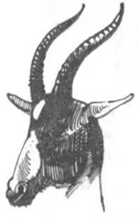 Жирафам видно суждено наносить ущерб моему здоровью так как следующее - фото 226