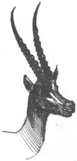 В начале 1975 года мы ловили носорогов в верхнем течении Нила в области Самба - фото 227