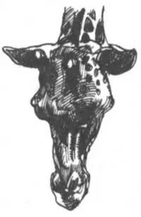 Кроме зверей нового человека в Африке подкарауливают самые необычные - фото 230