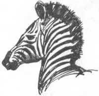 Зебра Чепмена Князь Фердинанд Неапольский разводил у себя при дворе зебр - фото 231