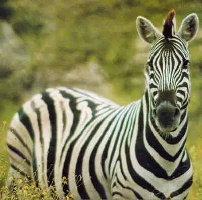 Зебра Чепмена Князь Фердинанд Неапольский разводил у себя при дворе зебр - фото 232