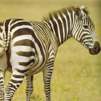 Зебра Бема Рисунок шерсти дамарской зебры Зебры Бема в заповеднике - фото 233