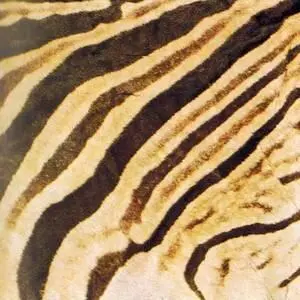 Рисунок шерсти дамарской зебры Зебры Бема в заповеднике Амбосели у подножия - фото 234