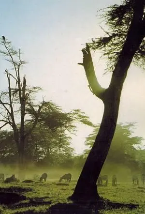 Зебры Бема в заповеднике Амбосели у подножия Килиманджаро Кения Дамарская - фото 235