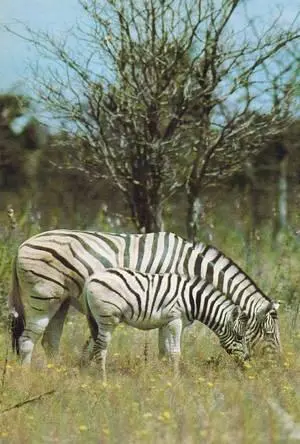 Дамарская зебра с жеребенком в Национальном парке Этосха Намибия В прошлом - фото 236