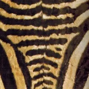 Рисунок шерсти на спине зебры Гартманна Кадр аэрофотосъемки проведенной в - фото 237