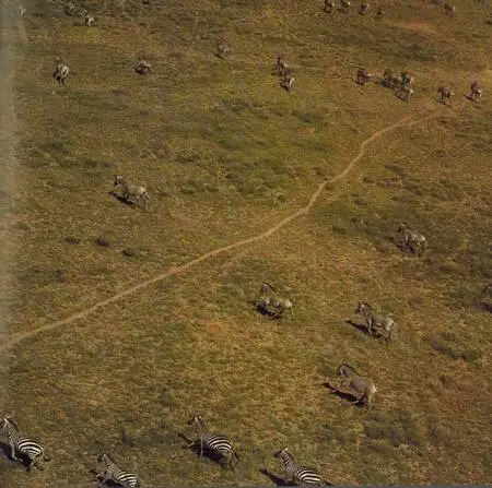 Кадр аэрофотосъемки проведенной в целях обнаружения зебры Бема в районе - фото 238