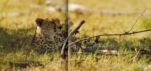 Гепард Зебры Бема на склоне кратера Нгоронгоро Танзания Примерно в 1900 - фото 239