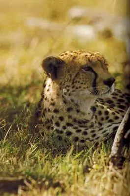 Зебры Бема на склоне кратера Нгоронгоро Танзания Примерно в 1900 году в - фото 240