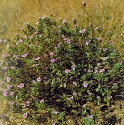 Колючки в буше на берегах рек удивительным образом превращаются в такие вот - фото 241