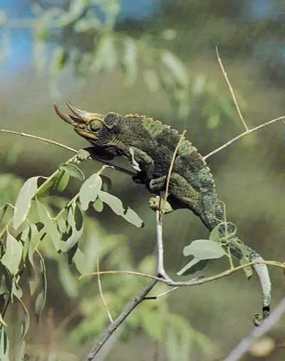 Трехрогий хамелеон житель древних лесов Южного Камеруна длиной сантиметров - фото 242