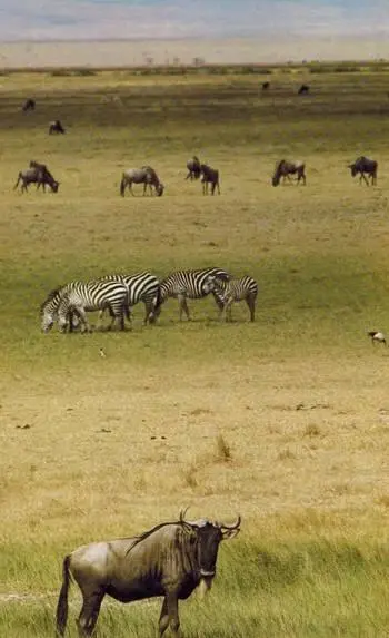 В кратере Нгоронгоро Тарантул самый крупный ядовитый паук в тропиках - фото 243