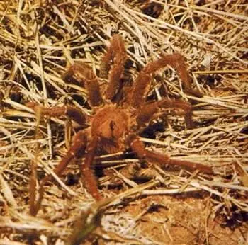 Тарантул самый крупный ядовитый паук в тропиках Достигает не только - фото 244