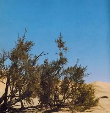 Пустыня Намиб Как Отьен стал мужчиной В Уганде наш лагерь располагался на - фото 246