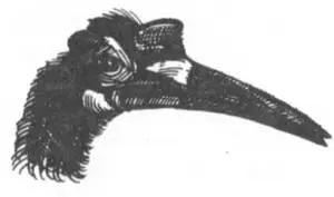 Многие виды животных ведут общественный образ жизни что очень схоже с нашей - фото 247