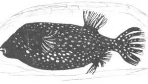 Когдато существовало предположение что борьба за территорию между - фото 248