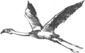 Мы думали что страусов легче всего ловить ночью Итак мы отправились из - фото 250