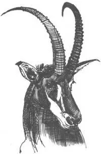 Нежнейший царь зверей Задачей экспедиции кроме отлова было также изучение - фото 251