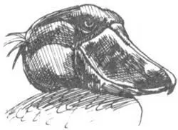 Пока на голой скале или пустом месте вырастает лес почва и местный климат - фото 252