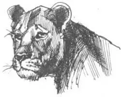 Четыре самых распространенных в Африке видов травоядных зебра антилопа гну - фото 254