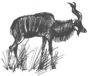 Основным составным элементом травы и листьев является целлюлоза которую - фото 255