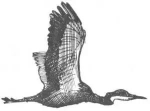 Больные животные в естественных условиях почти не встречаются как только - фото 256