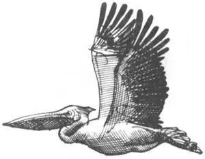 Свадебное путешествие без молодой жены Хорошо помню нашего торгового партнера - фото 257