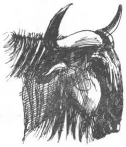 Почти все растения в буше защищают свои листья острыми колючками Некоторые - фото 258