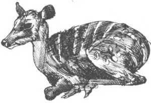 Тайна козлиной ноги Теперь я вам расскажу о куки и о том при каких - фото 260