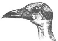 Почему люди ходят в зоопарк Наши дедушки и бабушки по большей части жили в - фото 261