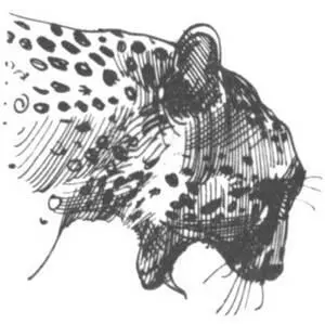 Черный носорог в Национальном парке Цаво Его изображения на наскальных - фото 263