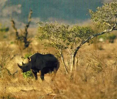 Черный носорог в Национальном парке Цаво Его изображения на наскальных - фото 264