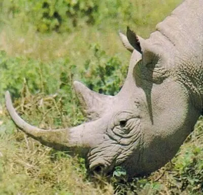 Голова самца черного носорога Пустыня Намиб приблизительно в ста пятидесяти - фото 265