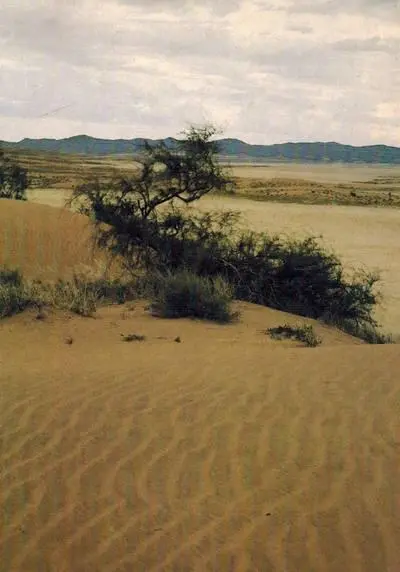 Пустыня Намиб приблизительно в ста пятидесяти километрах от Атлантика - фото 266